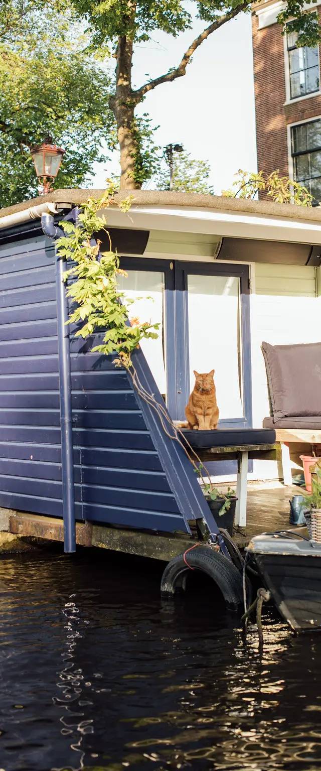 Ginger cat sitting on the deck of a navy blue houseboat moored on an Amsterdam canal